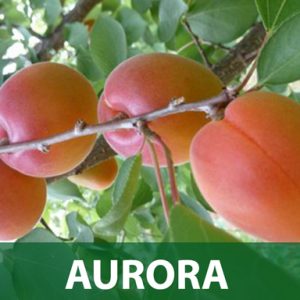 Aurora sadnice kajsija