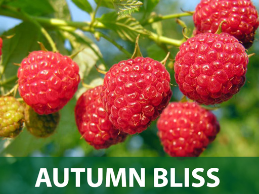 Autumn bliss sadnice malina