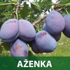 aženka sadnice šljive prodaja
