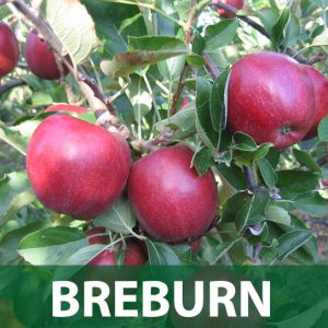 breburn sadnice jabuka prodaja