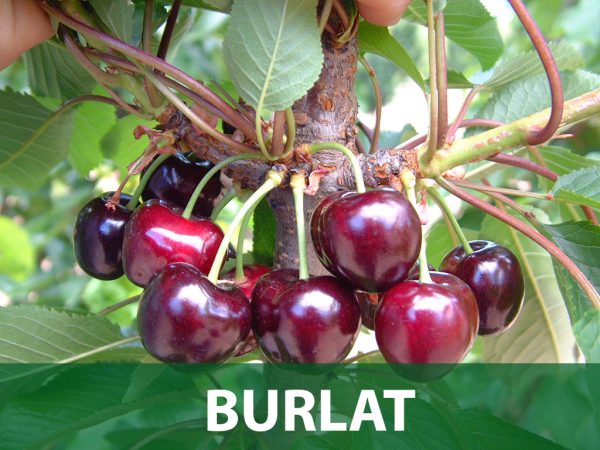 burlat sadnice trešnja prodaja