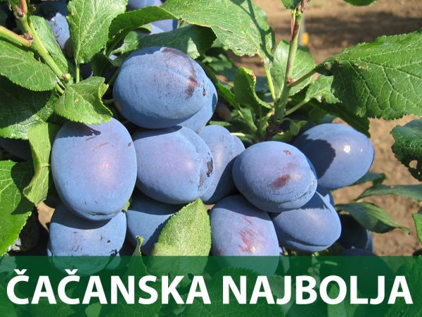 čačanska najbolja sadnice šljive prodaja