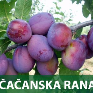 čačanska rana sadnice šljive prodaja