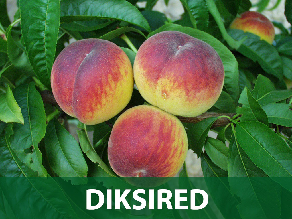 breskva diksired sadnice prodaja breskva diksired sadnice prodaja