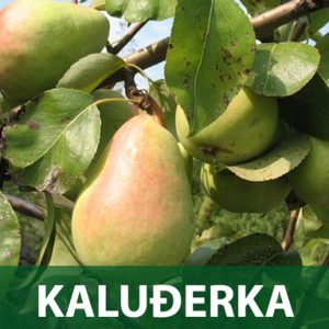 Kaludjerka sadnice kruska