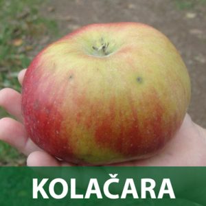 Kolačara sadnice prodaja