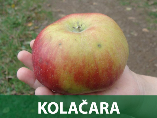 Kolačara sadnice jabuka Kolačara sadnice prodaja