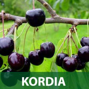 Kordia sadnice prodaja