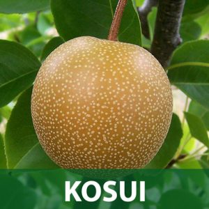 Kosui sadnice kruška