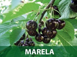 marela sadnice višnja prodaja