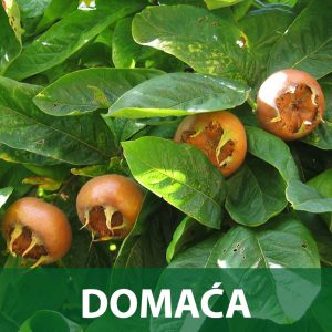 Mušmula sadnice