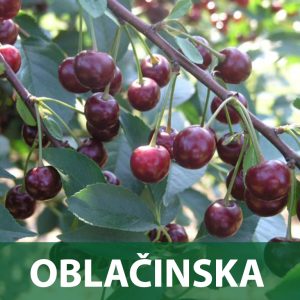 oblačinska sadnice višnja prodaja