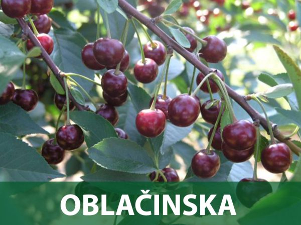 oblačinska sadnice višnja prodaja