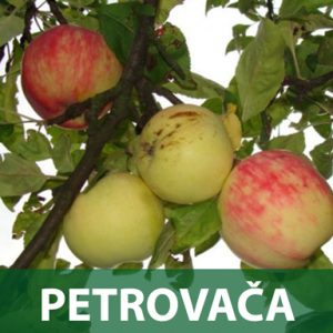 Petrovača jabuka sadnice