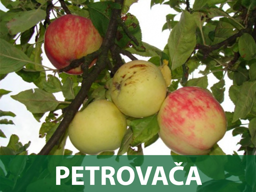 Petrovača jabuak sadnice Petrovača jabuka sadnice