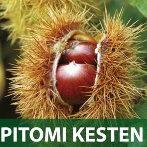 Pitomi kesten sadnice