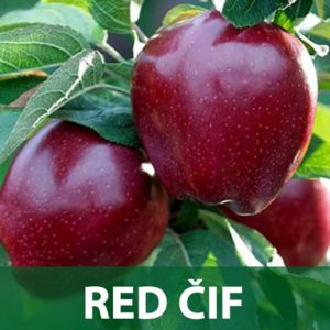 Sadnice red cif