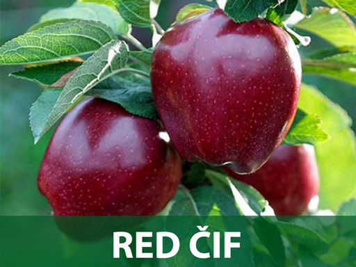 Sadnice red cif