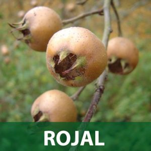 Rojal musmula sadnice prodaja