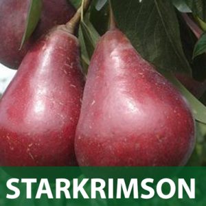 Starkrimson sadnice kruška