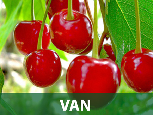 Van sadnice trešnje prodaja Van sadnice trešnje prodaja