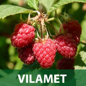 Vilamet sadnice malina