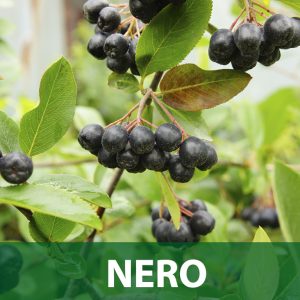 aronia nero