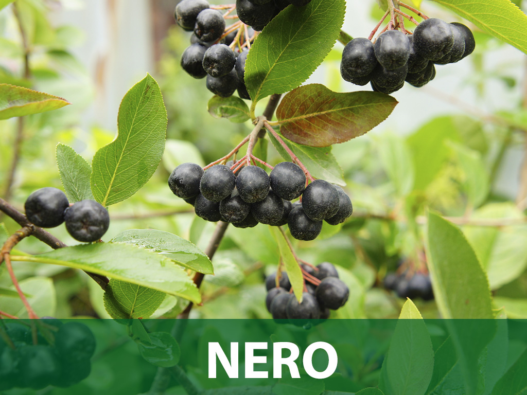 aronia nero