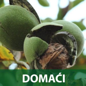 domaći orah sadnice
