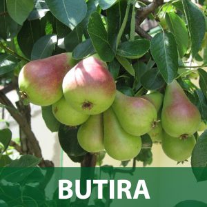 butira sadnice kruška sadnica prodaja