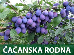 čačansa rodna sadnice šljive prodaja