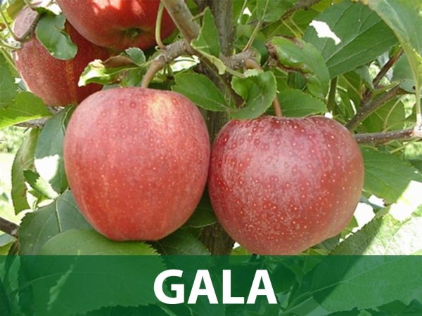 gala jabuka sadnice prodaja