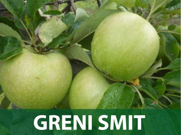 greni smit jabuka sadnice prodaja