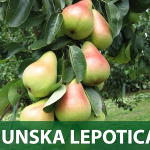 junska ljepotica sadnice kruška sadnica prodaja