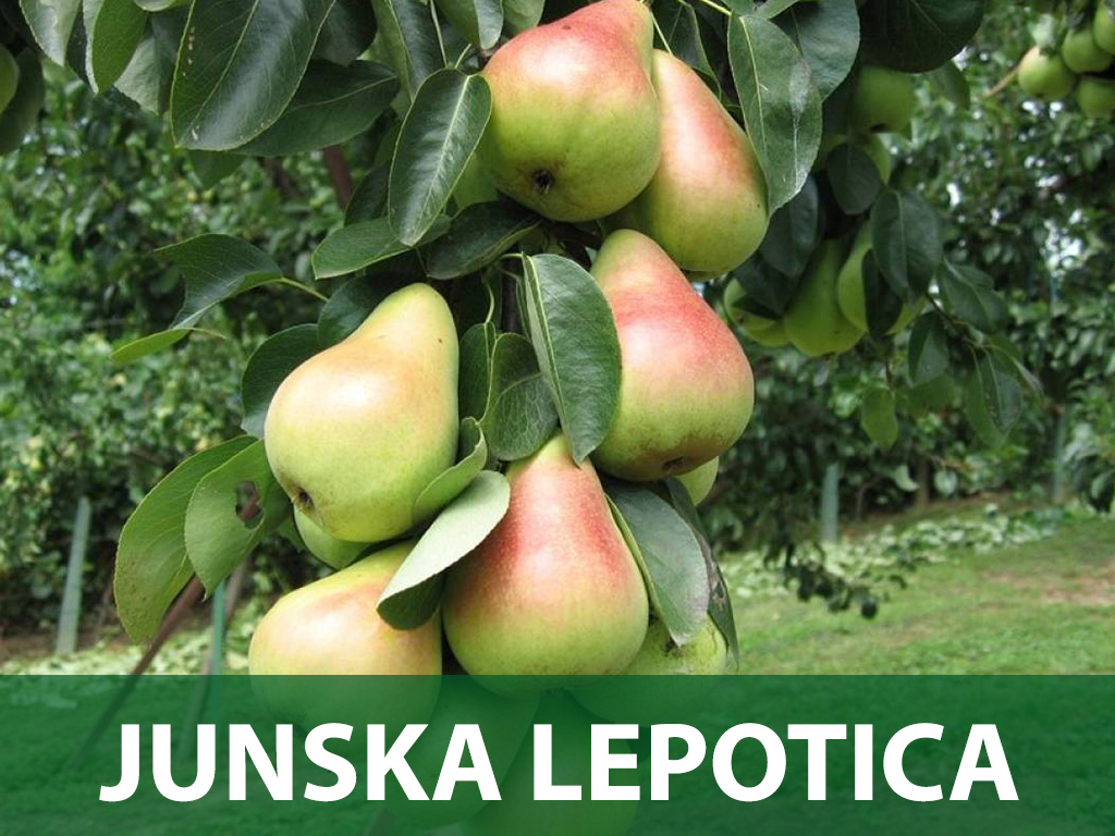 junska ljepotica sadnice kruška sadnica prodaja