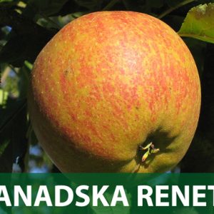 Kanadska reneta sadnice
