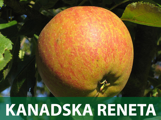 kanadska-reneta sadnice Kanadska reneta sadnice