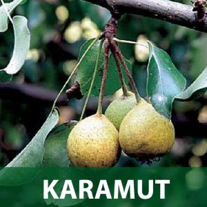 karamut sadnice kruška sadnica prodaja
