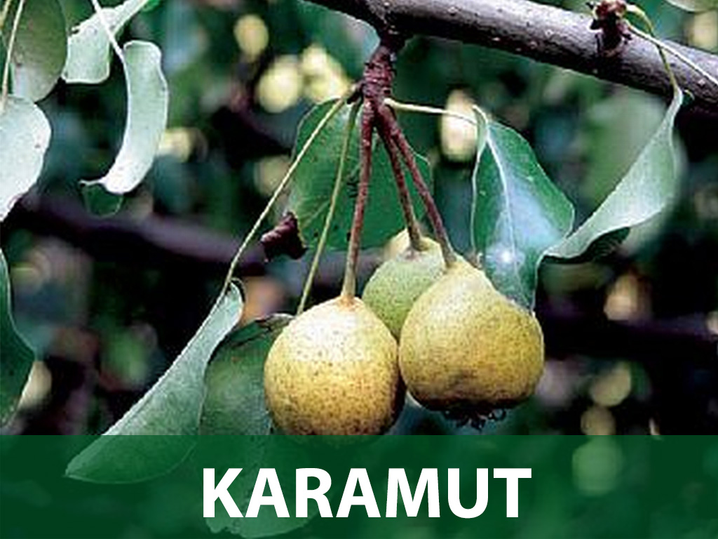 karamut sadnice kruška sadnica prodaja karamut sadnice kruška sadnica prodaja