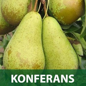 konferans sadnice kruška sadnica prodaja