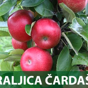 kraljica čardaša jabuka sadnice prodaja