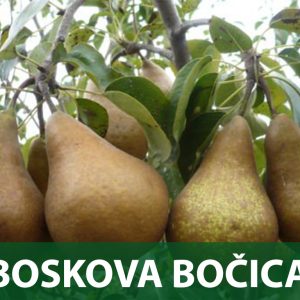boskova bocica sadnice kruška sadnica prodaja