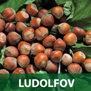 ludolfov lješnjak sadnice