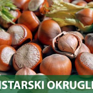 istarski lješnjak sadnice