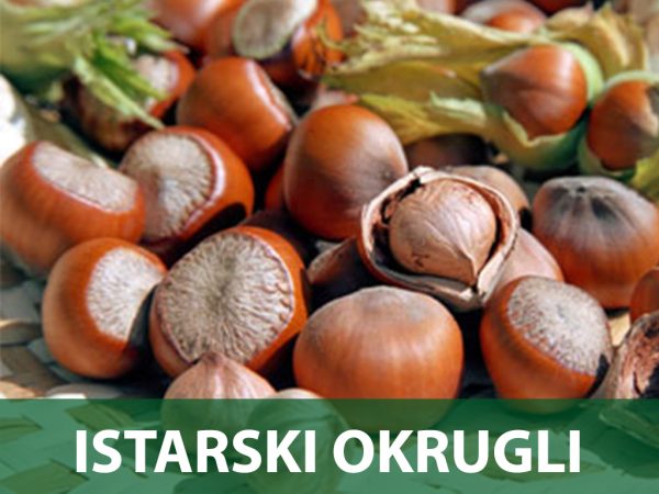 istarski lješnjak sadnice