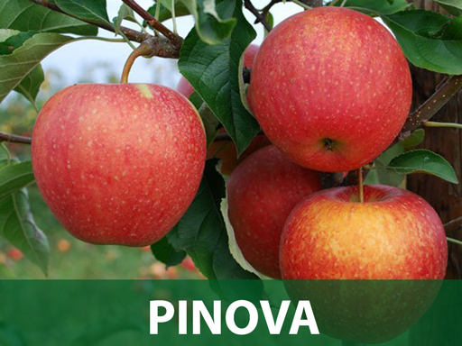 Sadnice Pinova jabuka Sadnice Pinova jabuka