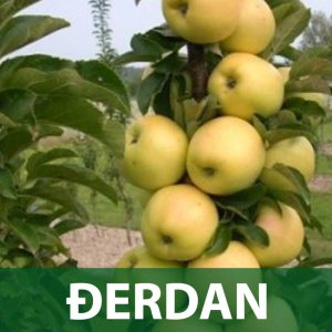 đerdan sadnice jabuka prodaja