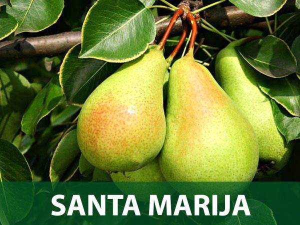 santa maria sadnica kruška sadnice prodaja