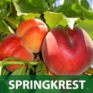 Springkrest sadnice breskva prodaja