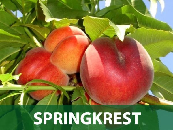 Springkrest sadnice breskva prodaja